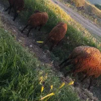 گوسفند بره