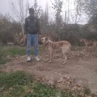 سگ سرابی نر|سگ|انگوت, |دیوار