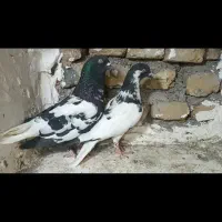 ابلغ دم سفید
