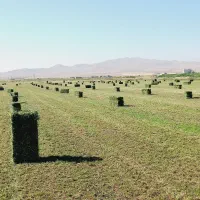 یونجه|لوازم جانبی حیوانات|فردوسیه, |دیوار