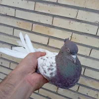 کله ای و زاغ|پرنده|بم, |دیوار