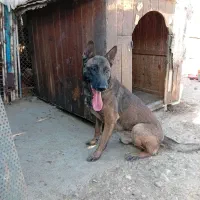 سگ مالینویز نر