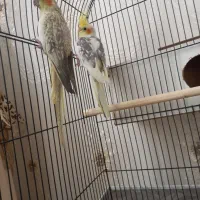 عروس هلندی|پرنده|زاوه, |دیوار