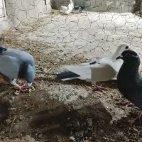 ۱۰کفتر