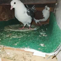 کبوتر|پرنده|قشم, |دیوار