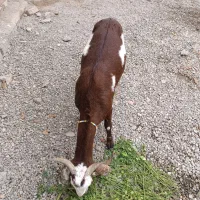 پلو|حیوانات مزرعه|بمپور, |دیوار