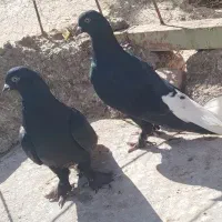 نرمایه ذاغدمسفید|پرنده|کرمان, |دیوار