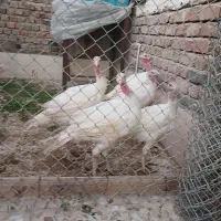 بوقلمون‌بیوتی