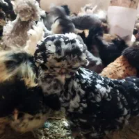 مرغ خروس سلطان برهما کوشین