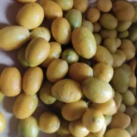 فروش لیموترش تازه چین ارگانیک