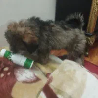 واگذاری 3 عددتوله سگ 3 ماهه واکسن خورده +شناسنامه|سگ|تهران, علم و صنعت|دیوار