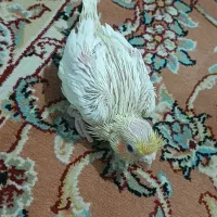 جوجه عروس هلندی لوتینو و سیامون