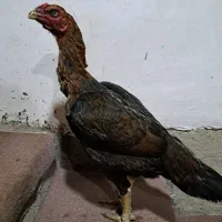 مرغ‌لاری‌افغان