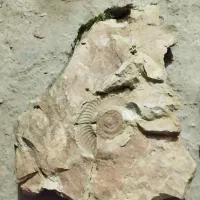 سنگ فسیل