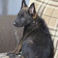 توله مالینویز از پدر مادر وارداتی