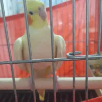 عروس هلندی نرو ماده سخنگو