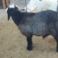 نرمیش بره ته سیا