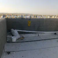 کبوتر