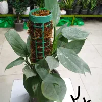 لوبیا سحر امیز