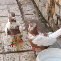 جفتگاه رنگه و جوجه