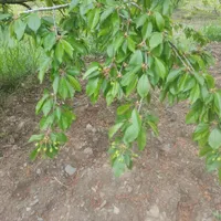 باغ ۱۸۰۰ متری واقع در روستای خوش آب و هوا بالندر|فروش زمین و ملک کلنگی|طرقبه, |دیوار