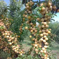 نهال پربار  پیوندی