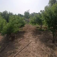 زمین کشاورزی مسطح|فروش دفتر صنعتی، کشاورزی، تجاری|شهرکرد, |دیوار