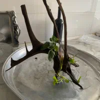 فیلتر سطلی چوب ابنوس گیاه ماهی