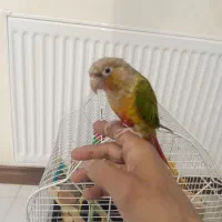 یه عدد گرینجیک