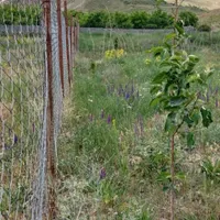 فروش باغچه ۵۶۲ متری ارجمند روستای نجفدر|فروش زمین و ملک کلنگی|ارجمند, |دیوار
