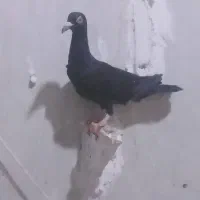 کبوتریا کفتر