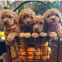 توله های پودل فرفری اصیل و خالص