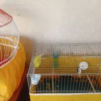 مرغ عشق|پرنده|فردیس, قریشی|دیوار