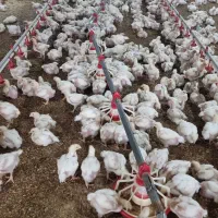 کارگر مرغداری