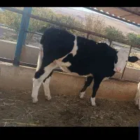 کارگر گاوداری گوشتی