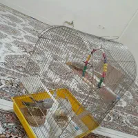 عروس هلندی،دستی|پرنده|تهران, تسلیحات|دیوار