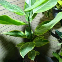 فروش ویژه یلدا|گل و گیاه طبیعی|اصفهان, شاه پسند|دیوار