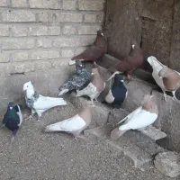 ۲ تا دسته کفتری رنگی و پلاکی|پرنده|آباده, |دیوار