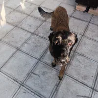 سگ نگهبان