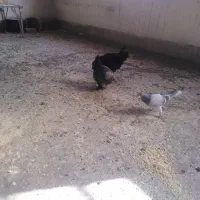 فروش ی جفت مرغ وخروس کوشین سالم واکسن خوردهفروش ی