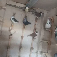 ده عدد نره شب بازی|پرنده|شیراز, حافظیه|دیوار