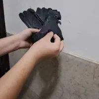 کفتر|پرنده|شهریار, شهریار|دیوار