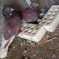 نرماده سرخ عتیقه