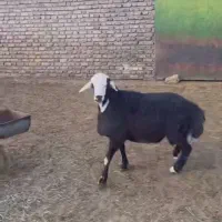 نیازمند دامداری اجاره ای هستم