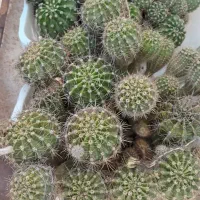 کاکتوس|گل و گیاه طبیعی|مرودشت, فرهنگ|دیوار