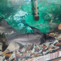 ماهی گرین ترور و پرت|ماهی|قزوین, |دیوار