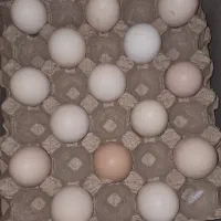 تخم مرغ دوزرده بومی