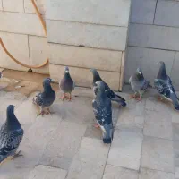 فروش