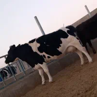 گاوشیری وتلیسه ابستن