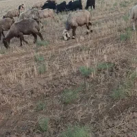 میش بره کهره